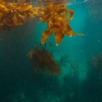 Scuba diver exploring an underwater cave passage